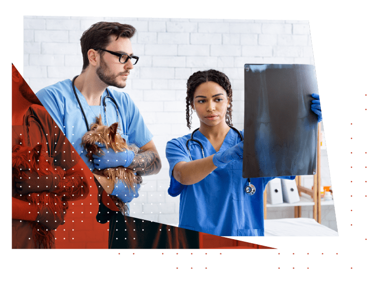 Veterinary team reviewing X-ray results with patient on exam table