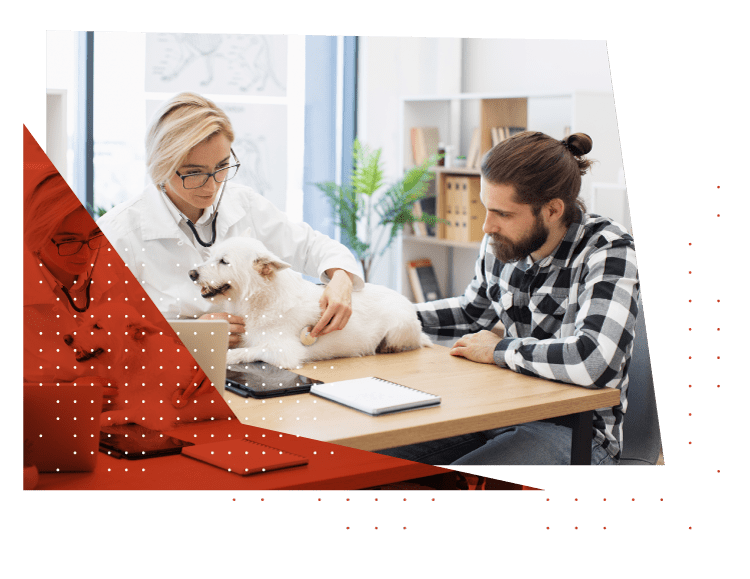 Veterinarian examining dog with owner in Springfield, MO clinic