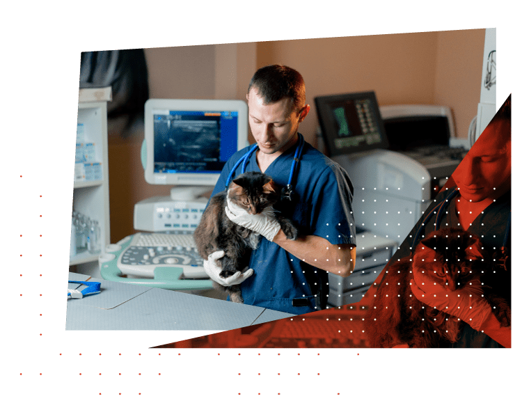 Veterinarian examining a cat with imaging equipment in Springfield, MO clinic
